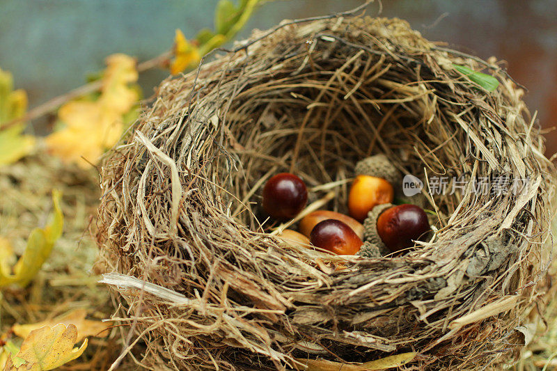 野鸟巢的特写图像，普通画眉(Turdus merula)包含橡树叶子旁边的干草床上的橡子，聚焦前景，高的视图